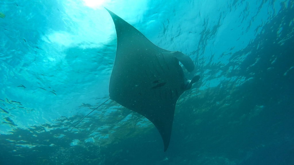 manta mantaray bali