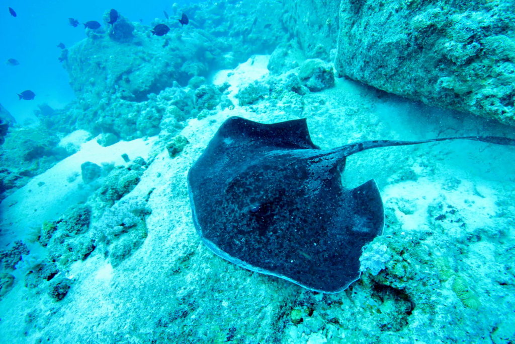 Stingray rausku Mauritius