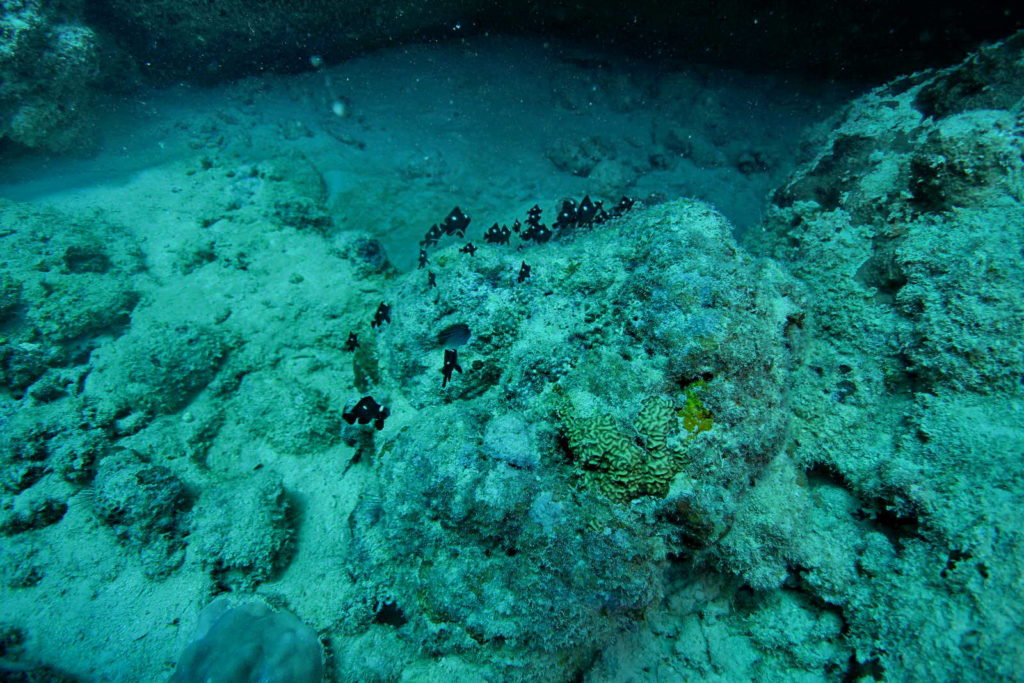 Diving Mauritius Caravelle