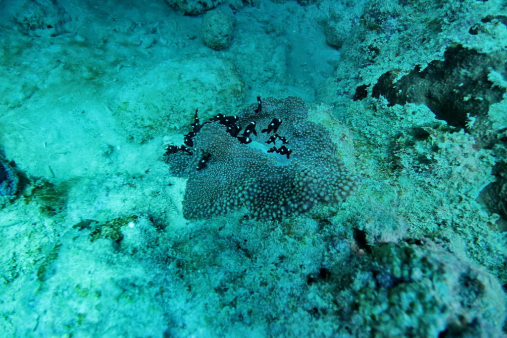 Diving Mauritius Caravelle