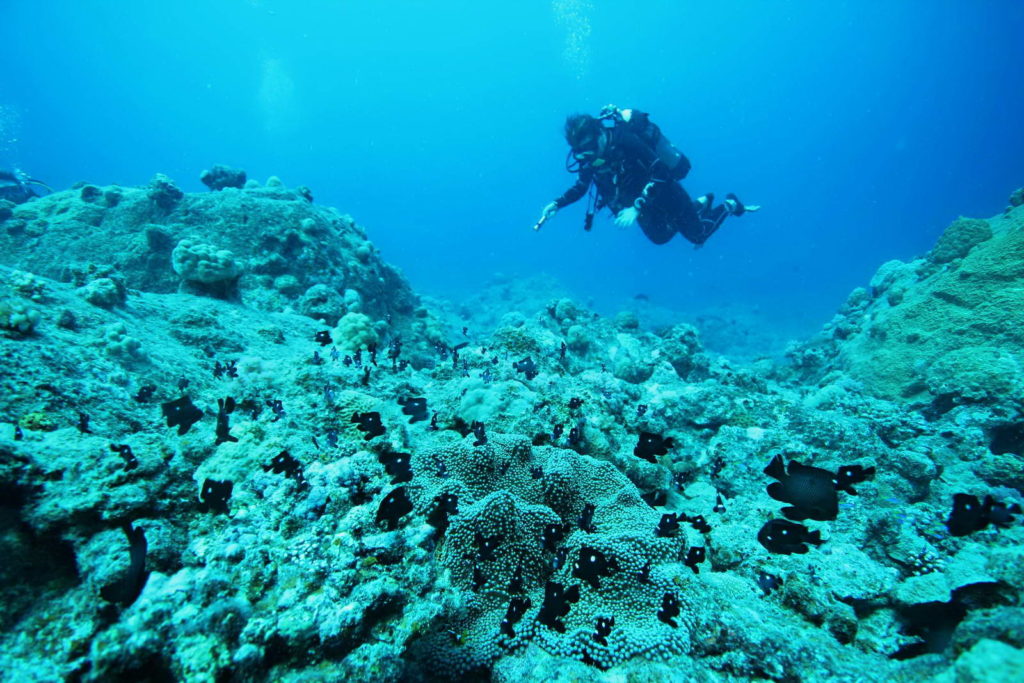 Diving Mauritius Caravelle