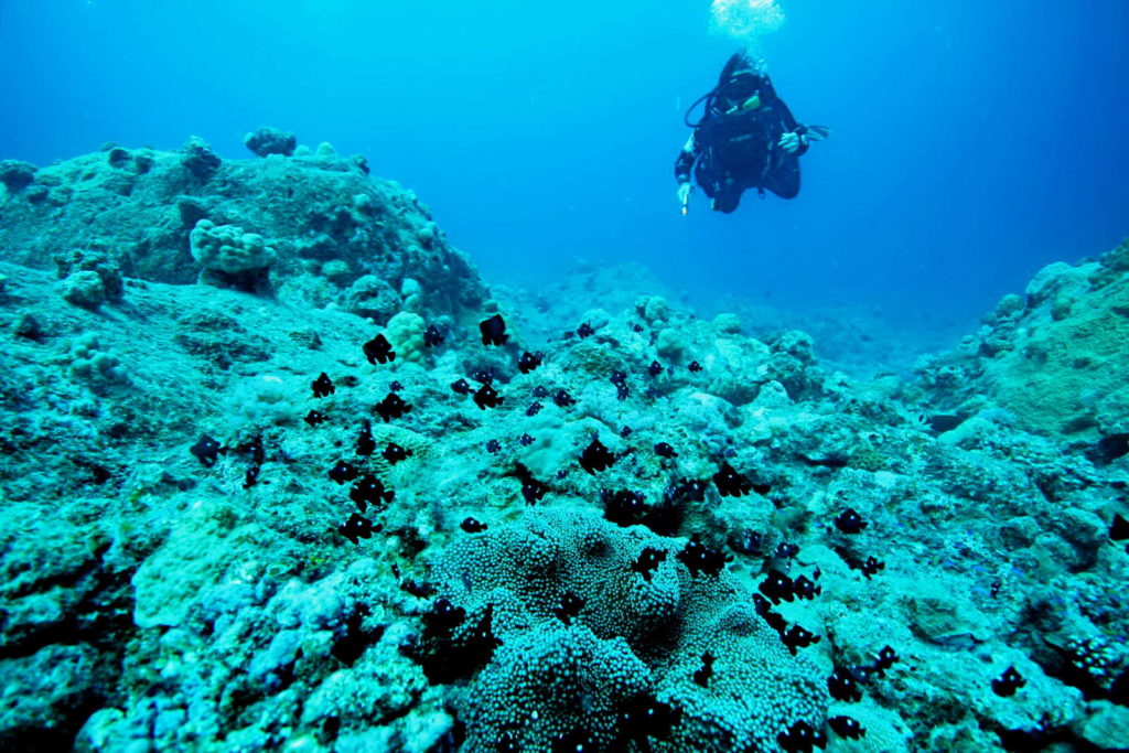 Diving Mauritius Caravelle