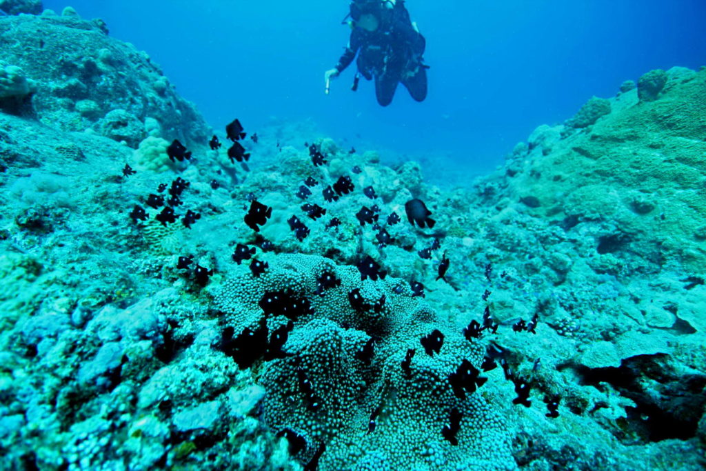 Diving Mauritius Caravelle