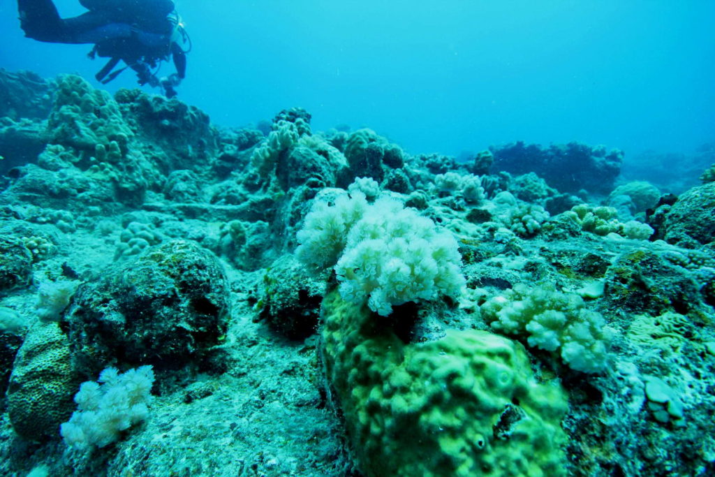Diving Mauritius Caravelle