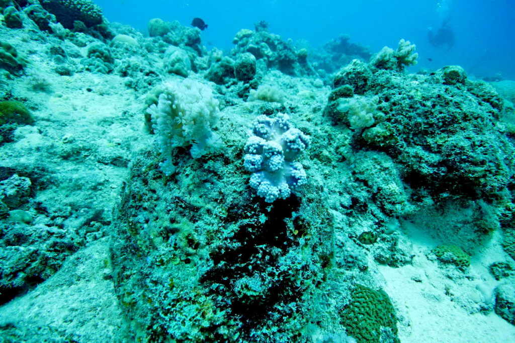 Diving Mauritius Caravelle
