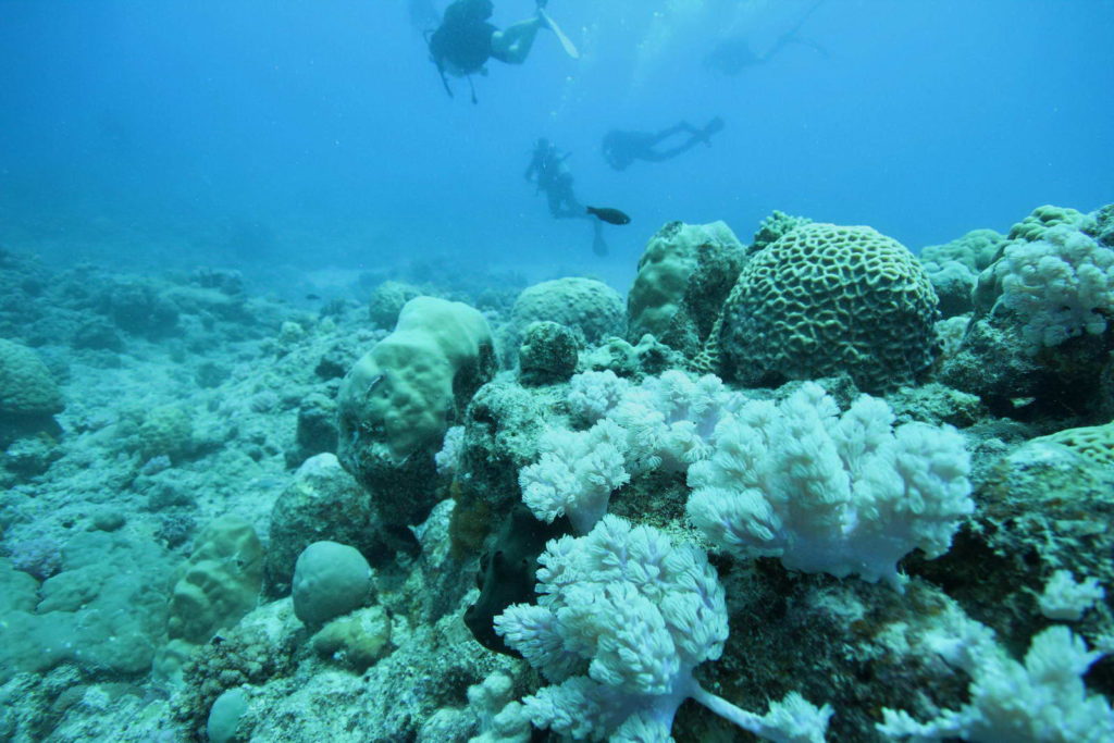 Diving Mauritius Caravelle