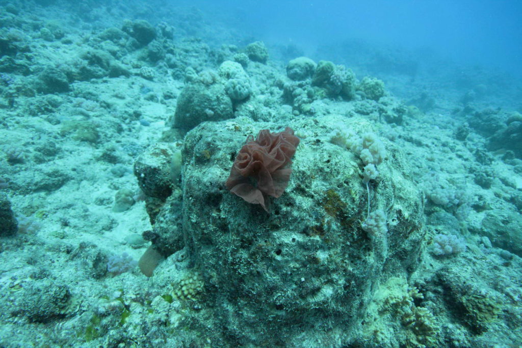 Diving Mauritius Caravelle