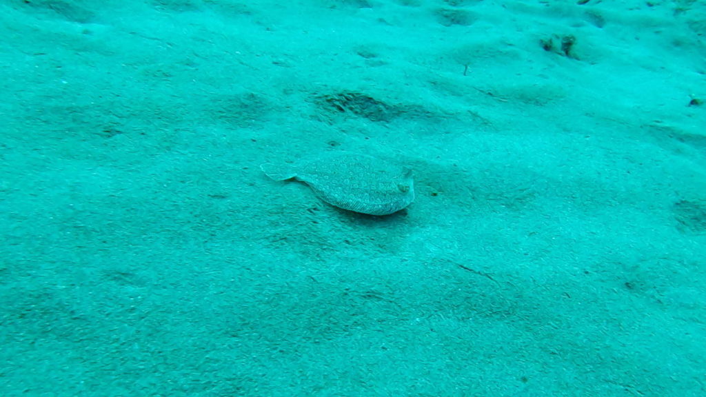 lanzarotte kanariansaaret sukeltaminen