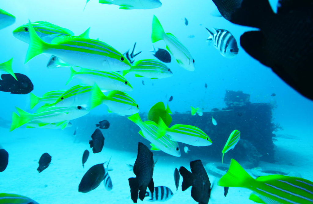 värikkäitä kaloja mauritiuksen kirkkaissa vesissä