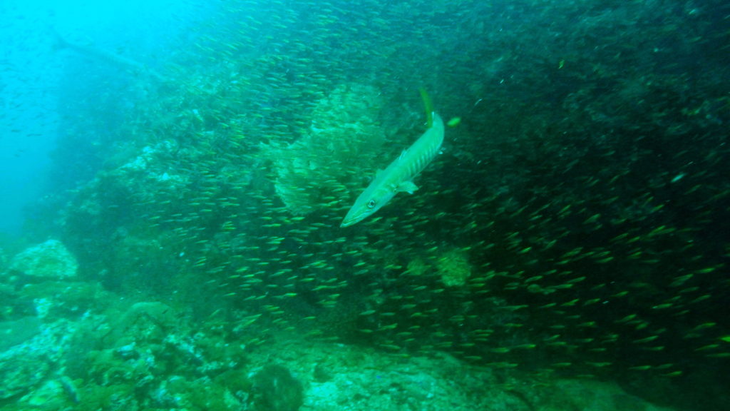 Similan barracuda