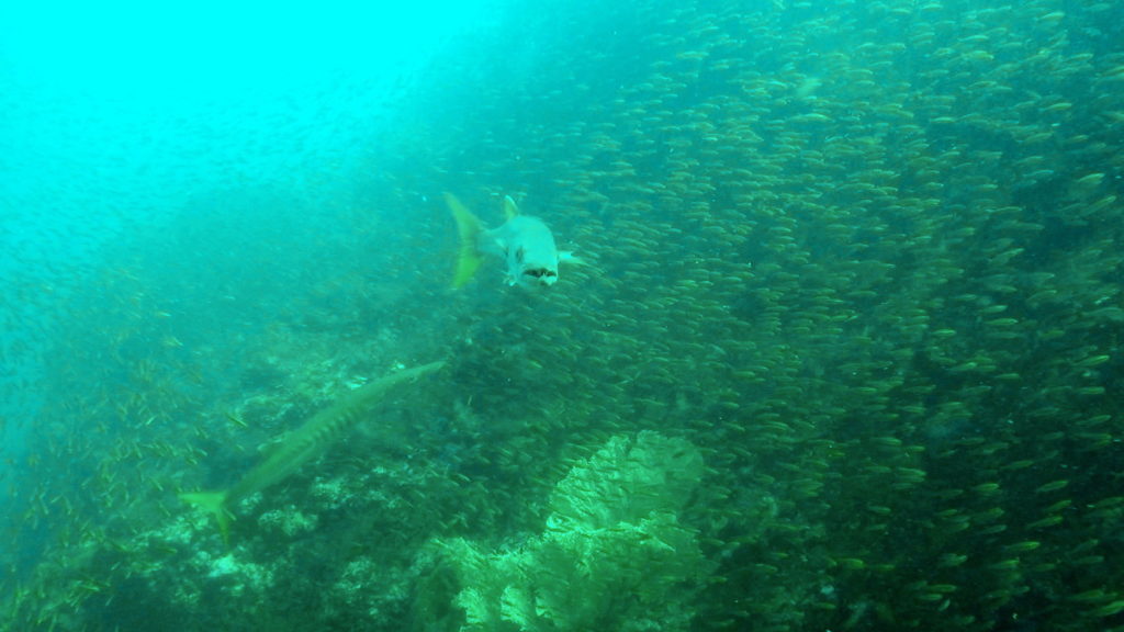 Barracuda hampaat