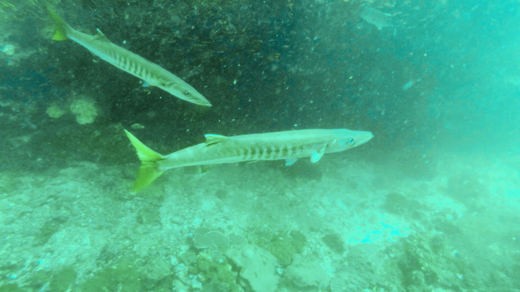 Barracuda thaimaa