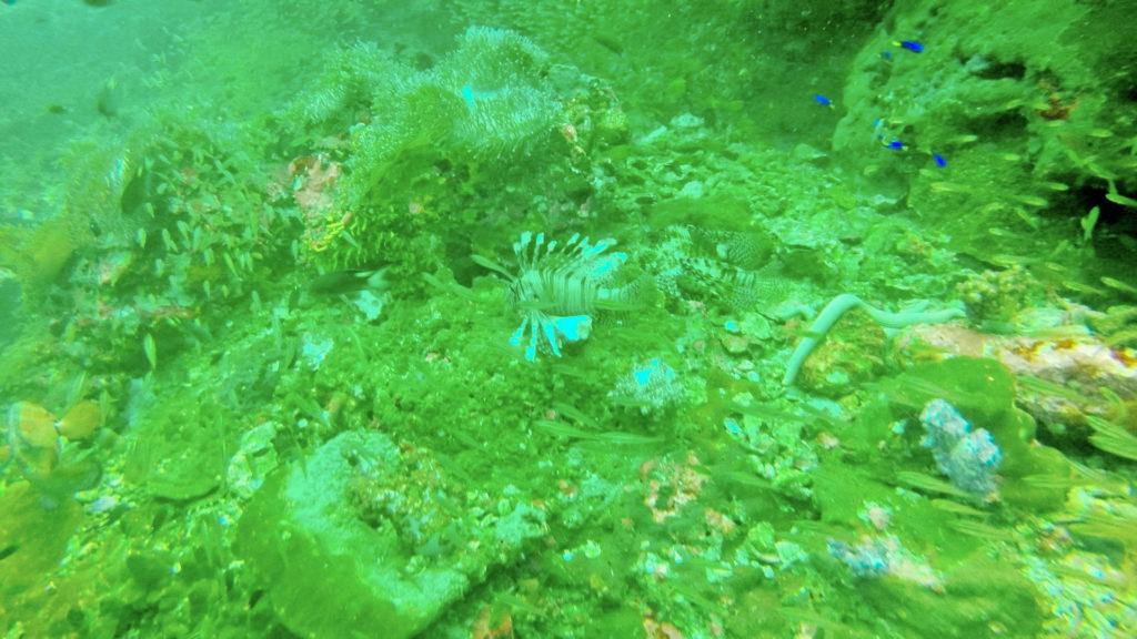 lionfish leijonakala