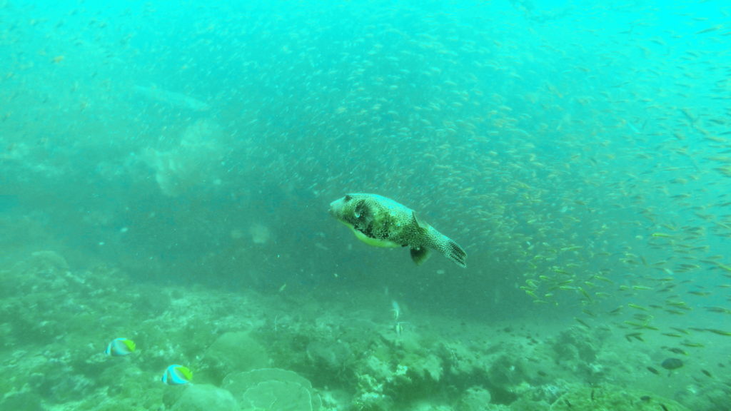 puff fish ja lasikala