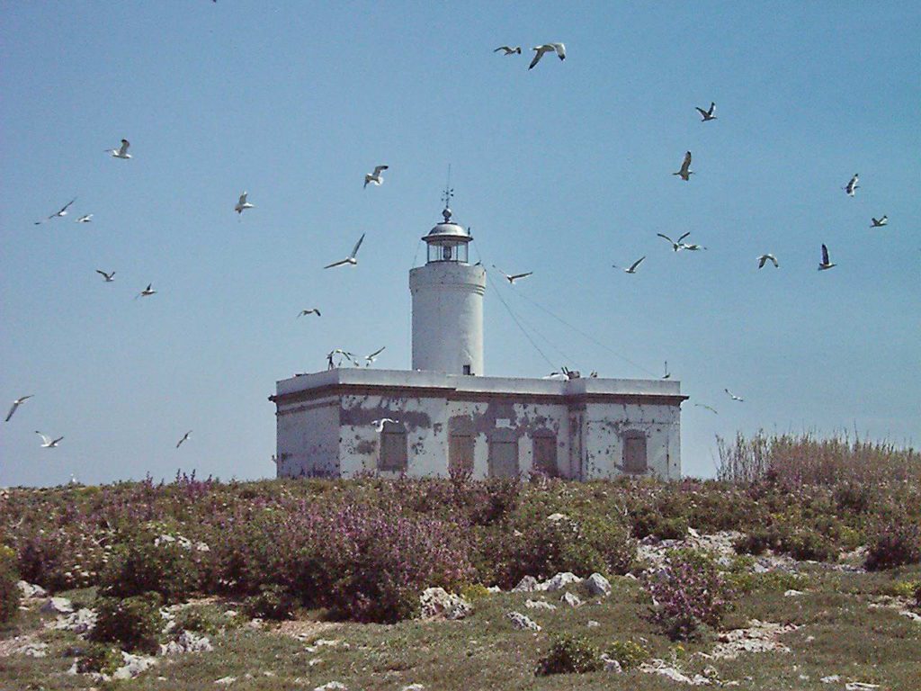 Formica Grande Formiche di Grosseto