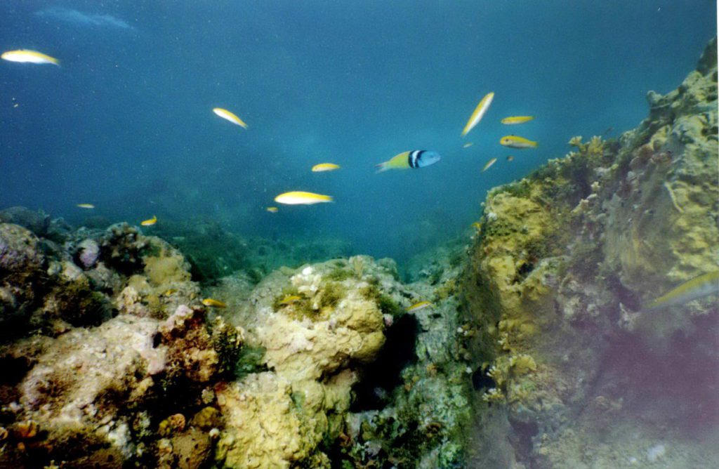 Karibia kaloja koralliriutalla