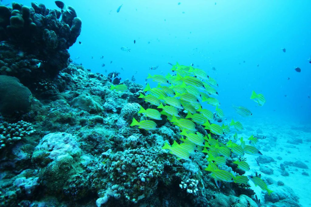Five line snapper. Lutjanus quinquelineatus