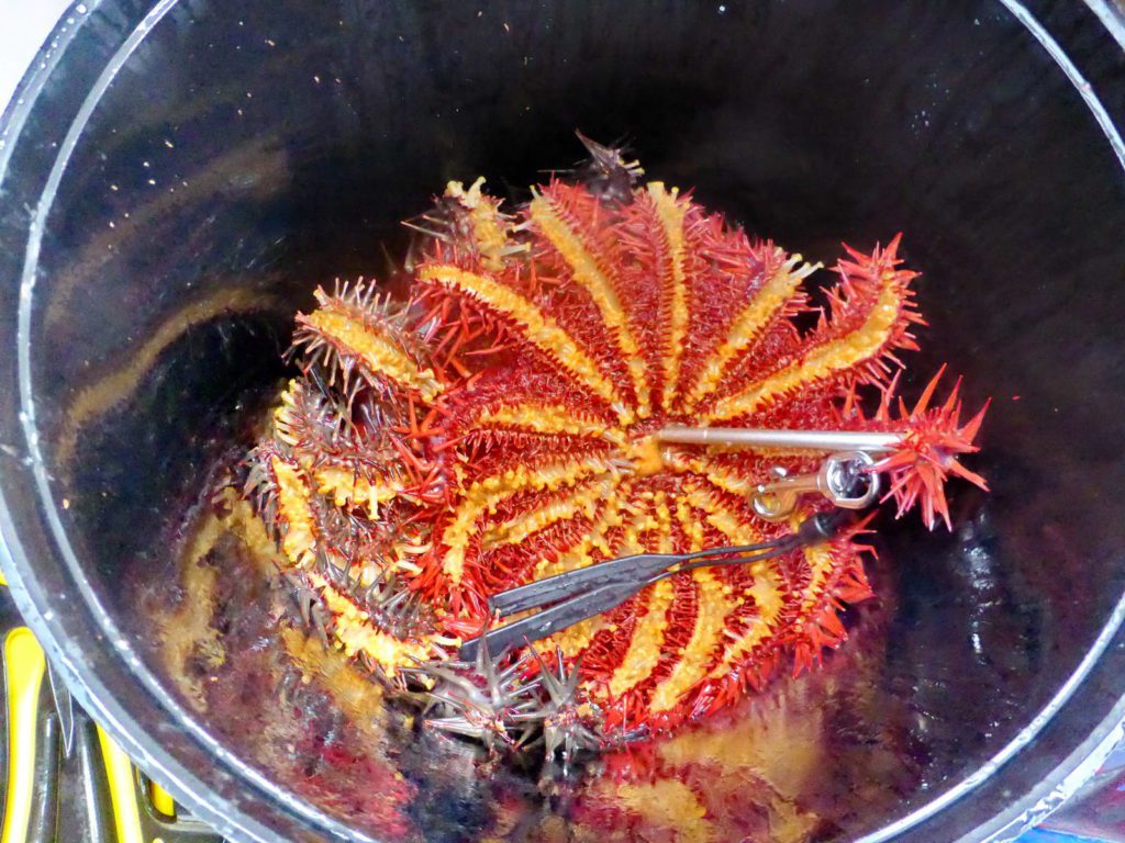 koralleja syövä eläin