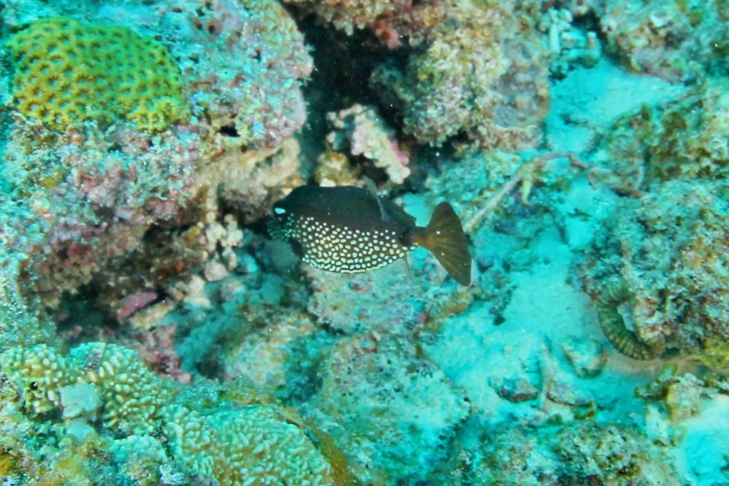 Mauritius Boxfish Ostracion Trachys
