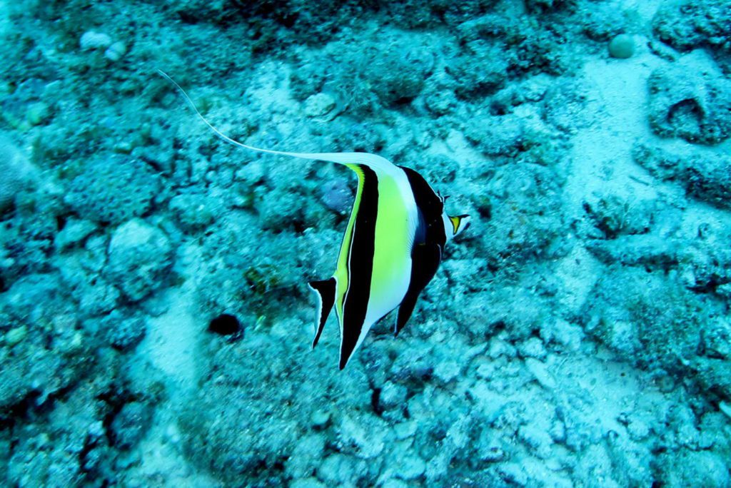 Moorish Idol (Zanclus cornutus)