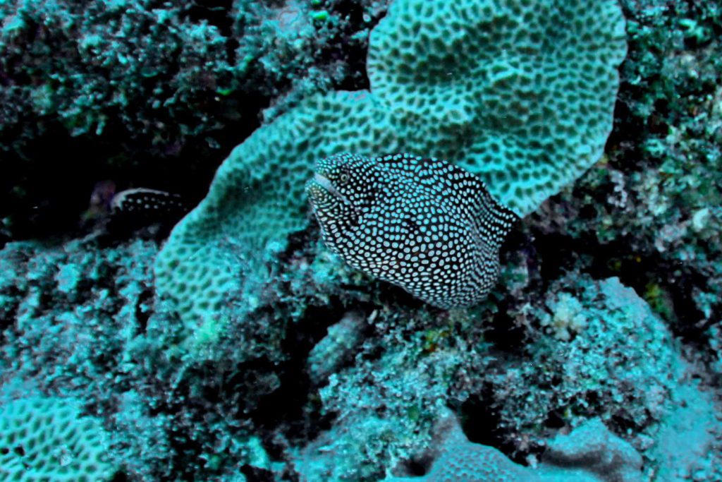 White-mouth moray Gymnothorax meleagris