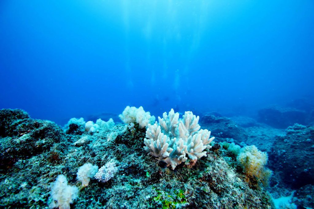 mauritius soft coral