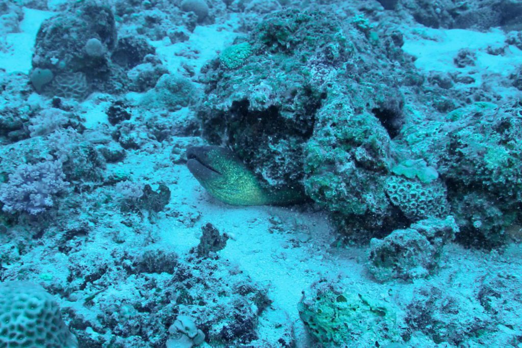 Maurutius poison reef underwater photos