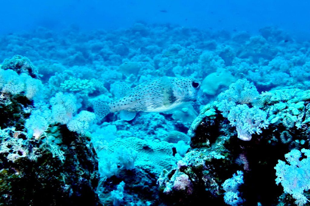 Mauritius-SUK7-IMG_02