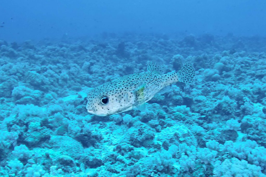 Mauritius-SUK7-IMG_03