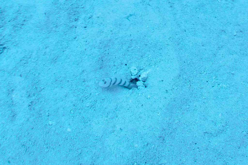 Mauritius-SUK7-IMG_06