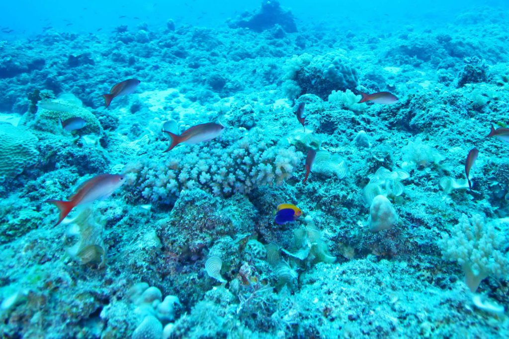 Mauritius-SUK7-IMG_07