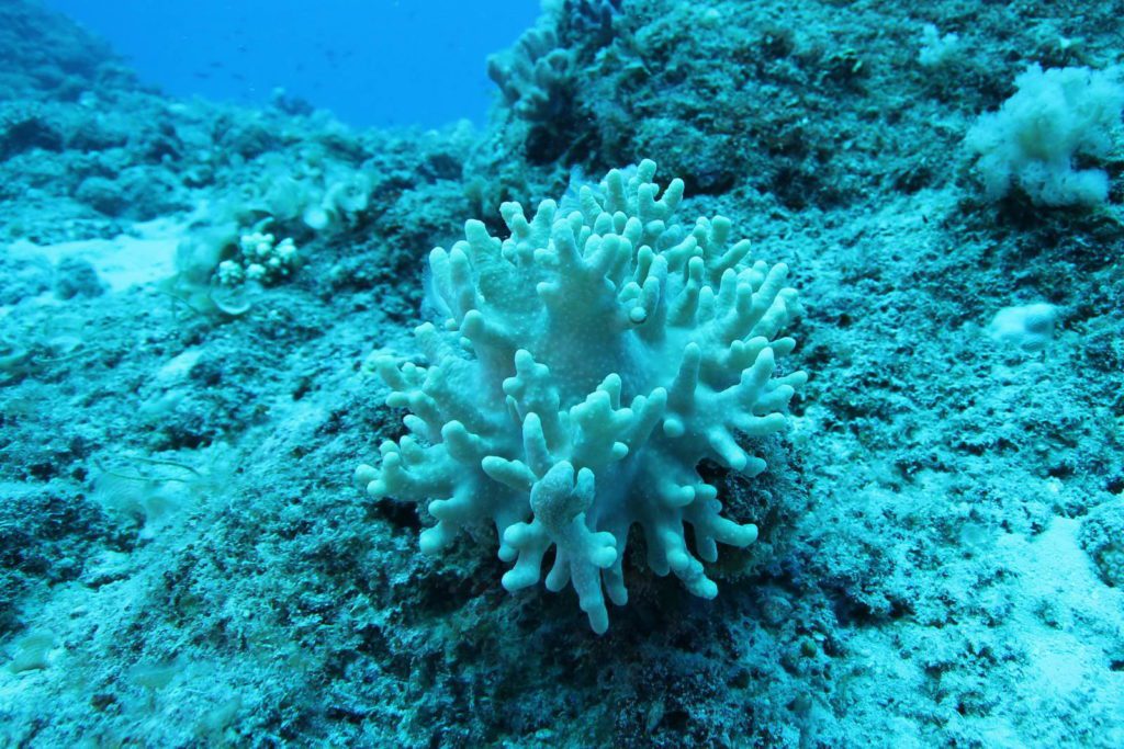 Mauritius-SUK7-IMG_08