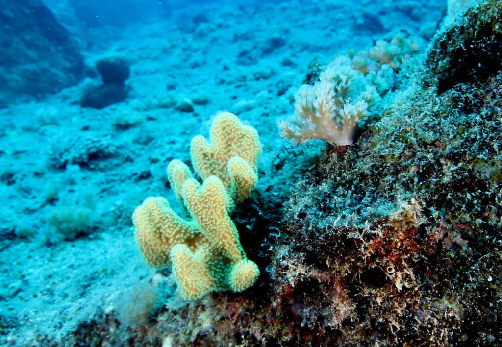 Mauritius-SUK7-IMG_10