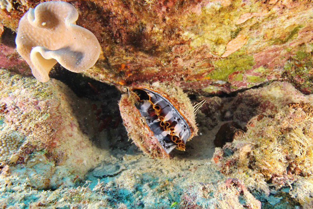 Mauritius-SUK7-IMG_11