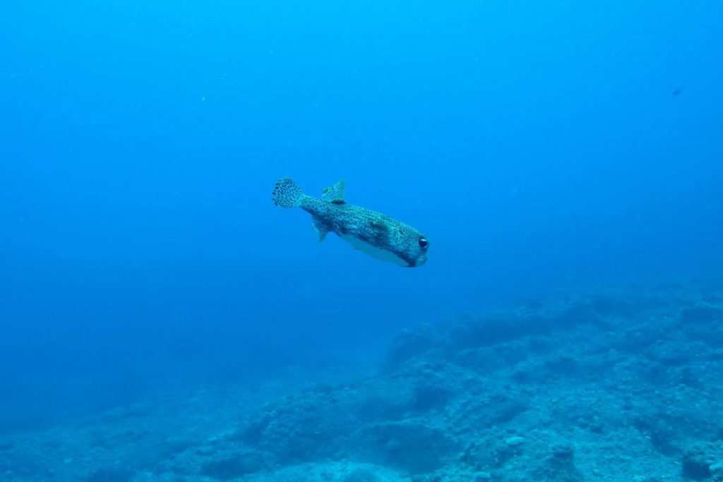 Mauritius-SUK7-IMG_14