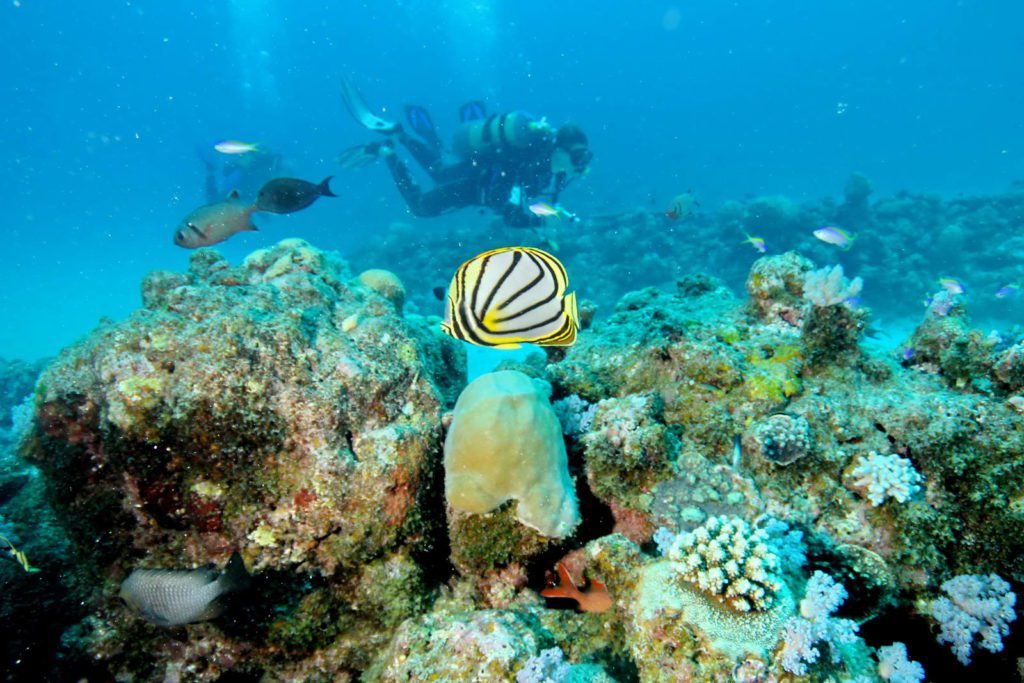 Scrawled butterflyfish,
Chaetodon meyeri, Indian occean Mauritius