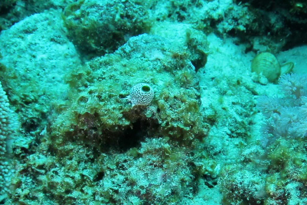 Mauritius diving photo