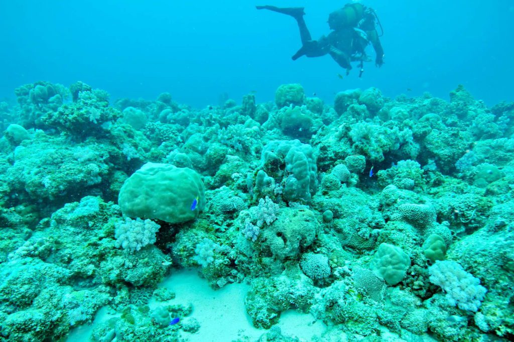 Mauritius indian occean diving underwater photos