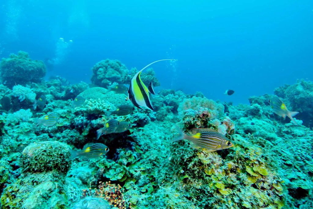 Mauritius-SUK8-GAL_04