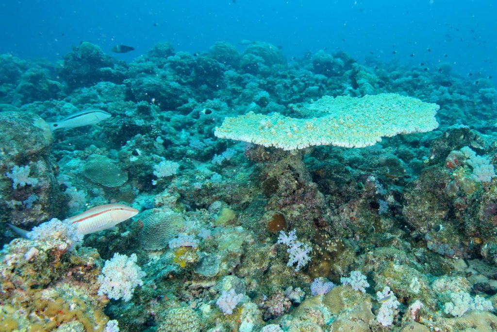 Mauritius-SUK8-GAL_05