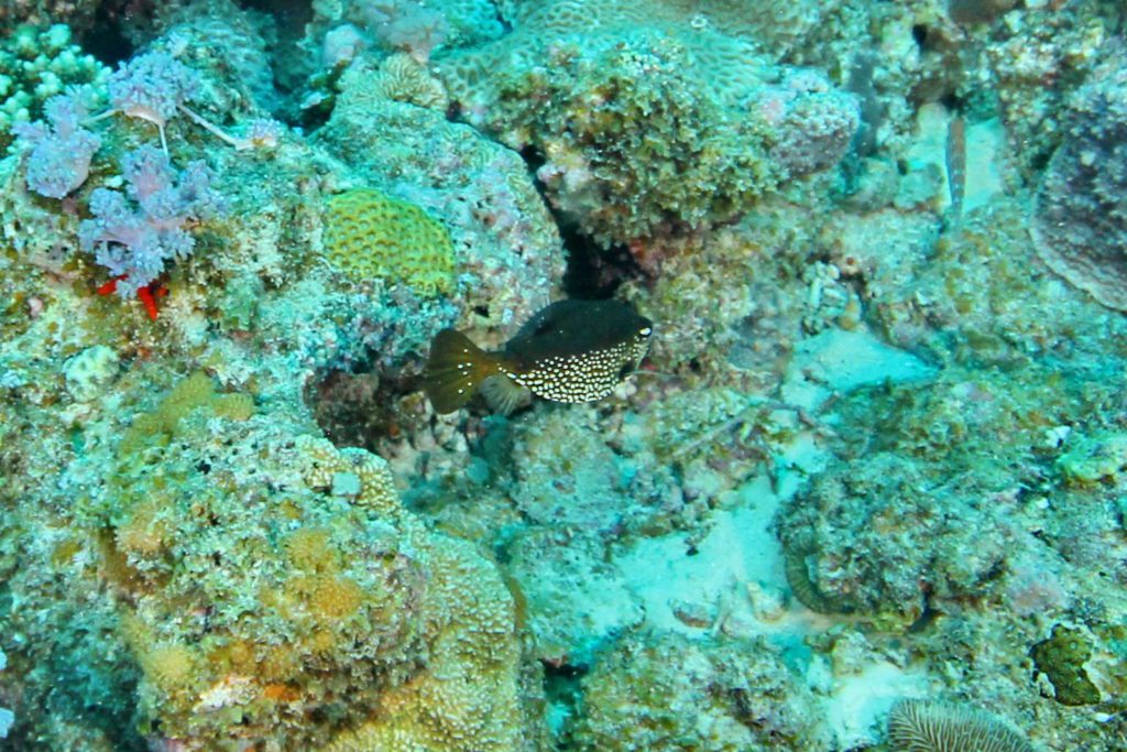 Mauritius-SUK8-GAL_06