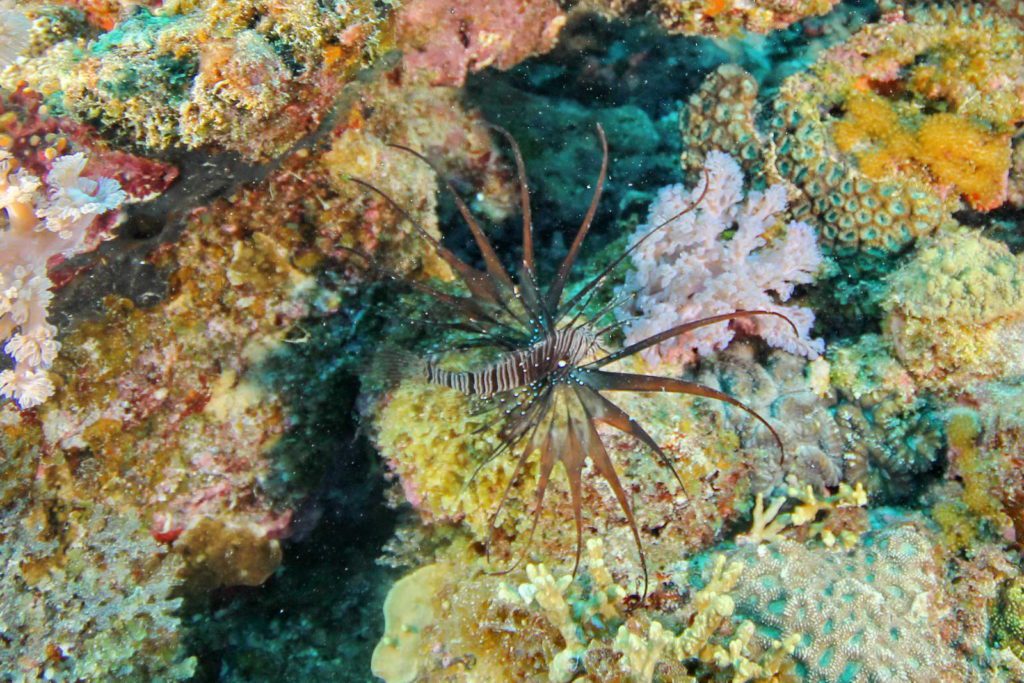 Mauritius-SUK8-GAL_11