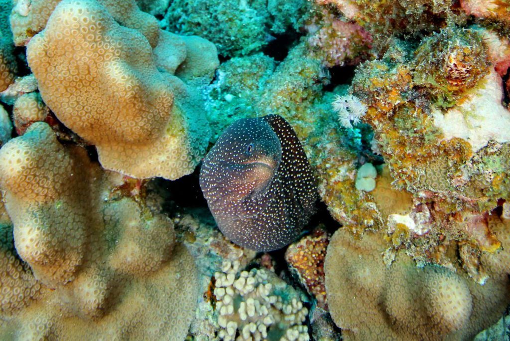 Mauritius-SUK8-GAL_12