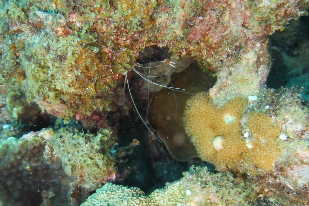 Mauritius-SUK8-GAL_13