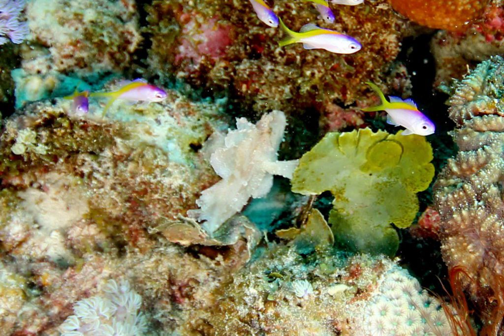 mauritisu underwater photo