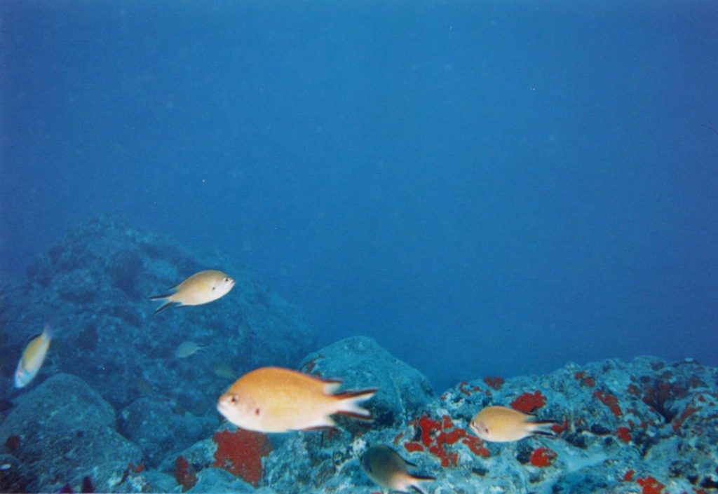 Underwater photos