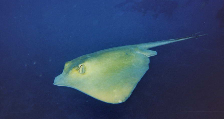 Sting ray rausku