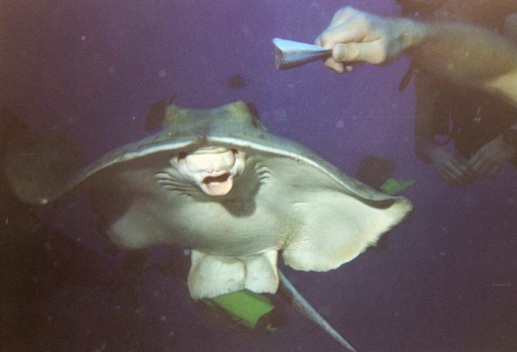Sting ray rausku suu auki