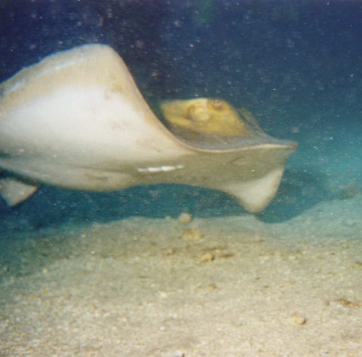 Underwater photos from Teneriffa