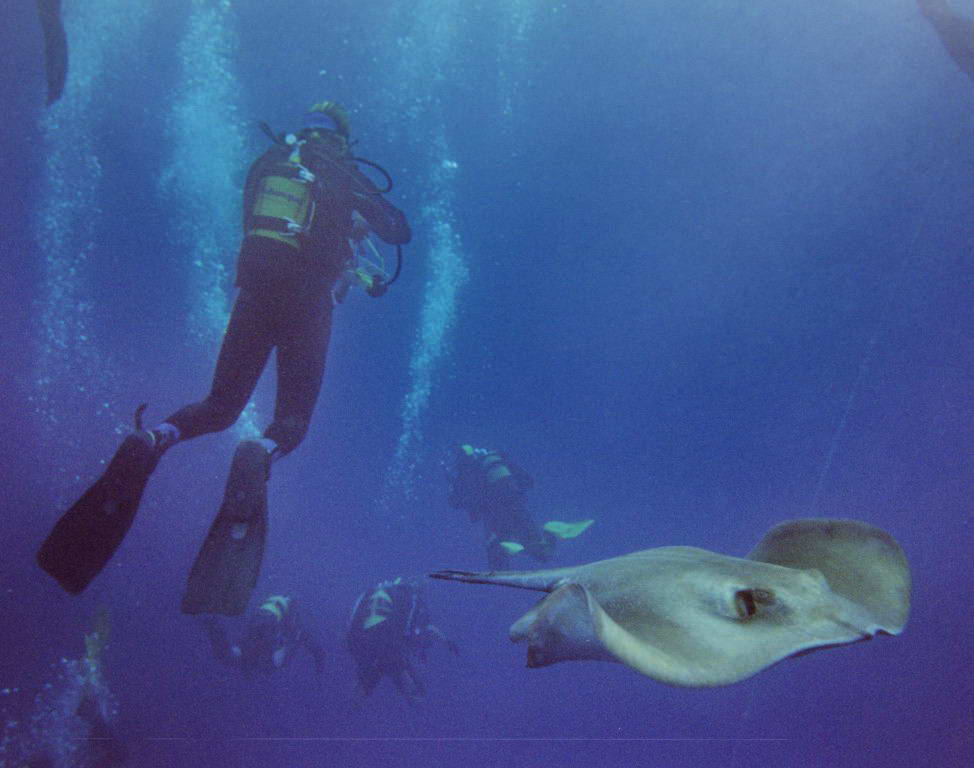 Sting ray and diver